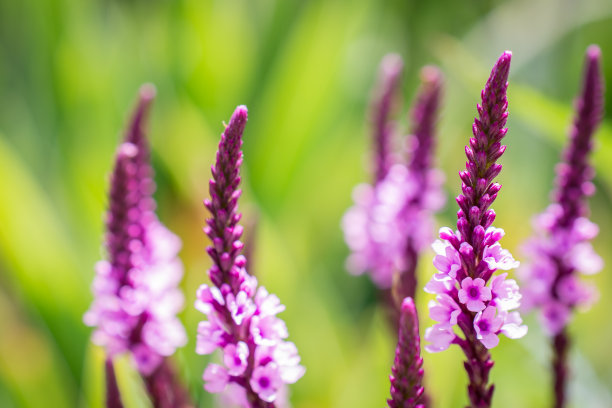 绿色背景的紫色马鞭草花图片下载