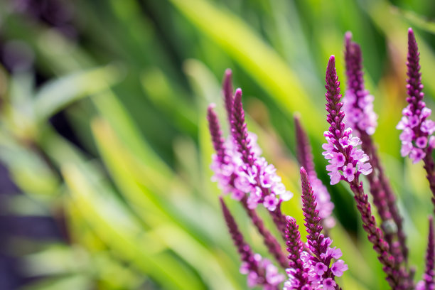 绿色背景的紫色马鞭草花图片下载