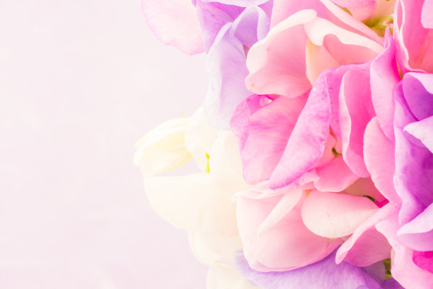 香豌豆，五彩缤纷的花束图片下载