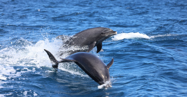 宽吻海豚跳跃图片下载
