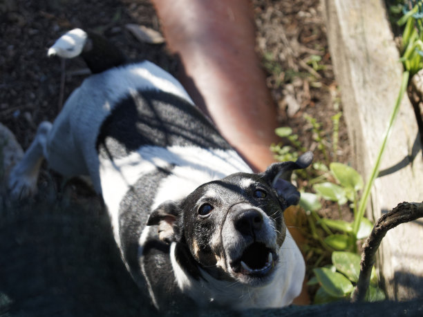 看门狗概念的房子里的看门狗的特写图片图片下载