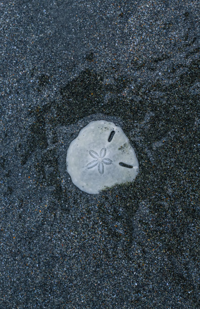 靠近黑色沙滩的热带海胆的骨架。图片下载