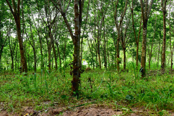 泰国东北部橡胶园中的副橡胶树。美丽的绿色自然背景。图片下载