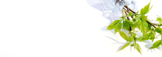 白色背景的花瓶里，绿叶盛开的树枝。简约的弹簧的概念。图片下载