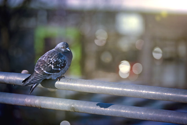 鸽子坐在城市风景的背景下。图片下载