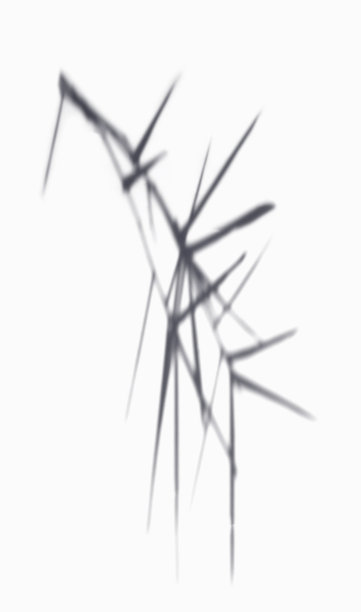 叶子阴影覆盖在白色背景。光影对大自然的剪影装饰进行创意设计。图片下载