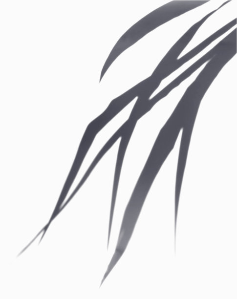 叶子阴影覆盖在白色背景。光影对大自然的剪影装饰进行创意设计。图片下载