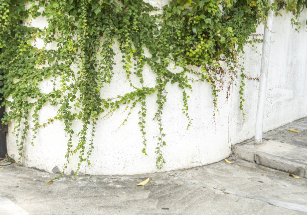 常春藤叶子孤立在白色上图片下载