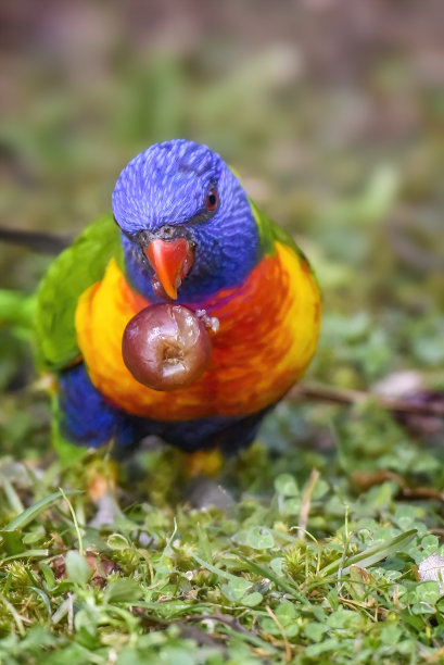 饥饿的彩虹鹦鹉(毛舌鹦鹉)图片下载