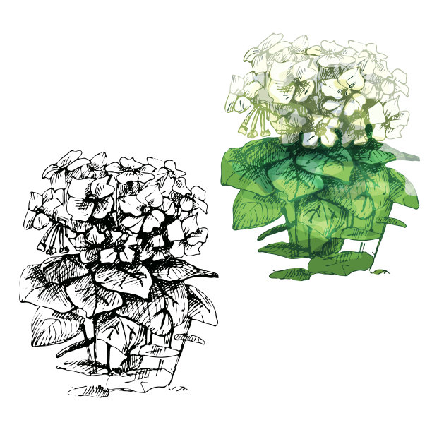 有叶和花的烟草植物。复古的孵化彩色插图。孤立在白色图片下载