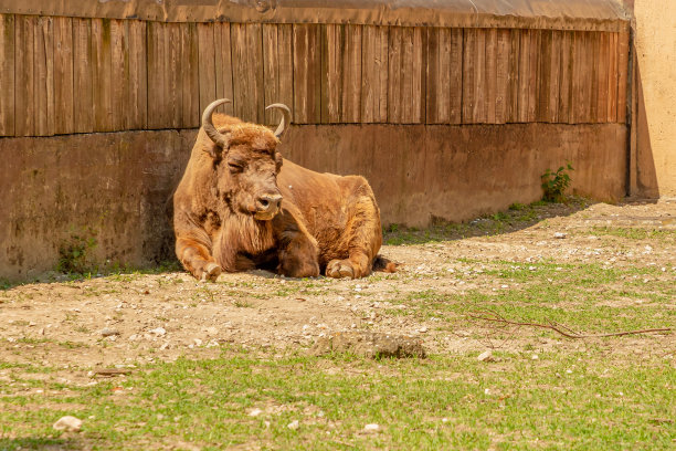坐着的欧洲野牛图片下载