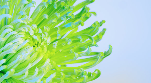 菊花的特写照片。抽象的背景图片下载