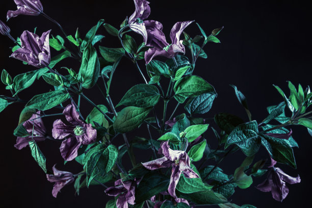 黑色背景上的花园花的花束。铁线莲的复古照片。喜怒无常的花卉图案图片下载