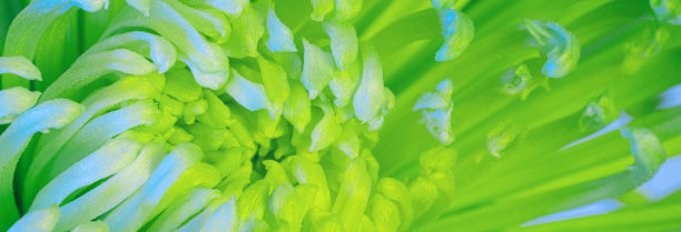 菊花的特写照片。抽象的背景图片下载