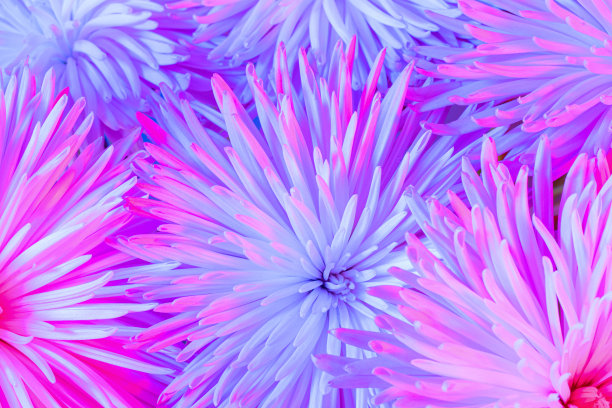 菊花花束的特写照片。抽象的背景图片下载