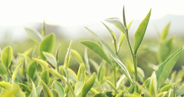 新鲜的绿茶树叶在生态草药农场。茶园晨光下的树。清新的草本绿色天然花园农田。饮用有机的舒缓健康植物。农场的绿茶树图片下载