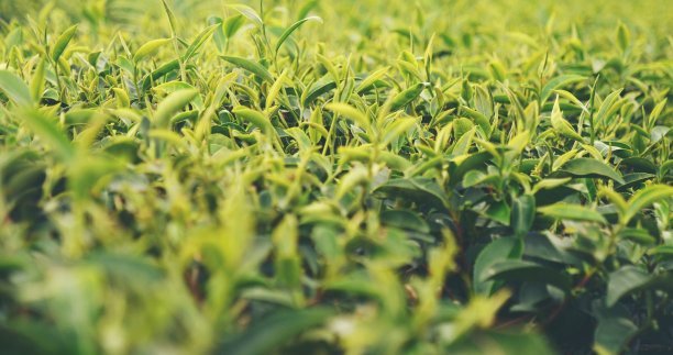 生态草药农场的绿茶树鲜叶。茶园晨光下的树。新鲜草本天然花园农田。饮用有机的舒缓健康植物。农场的绿茶树图片下载