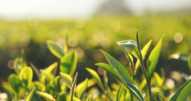 生态草药农场的绿茶树鲜叶。茶园晨光下的树。新鲜草本天然花园农田。饮用有机的舒缓健康植物。农场的绿茶树图片下载