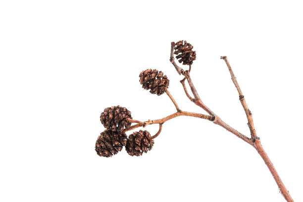 在白色背景上孤立的桤木球果接近图片下载