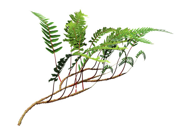 3D渲染蕨类植物在白色图片下载
