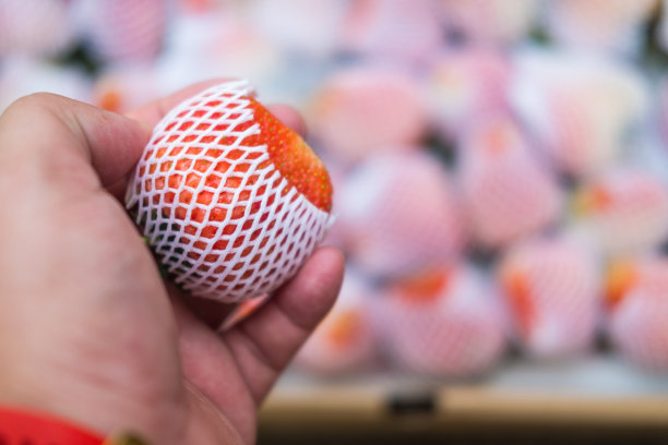 新鲜草莓防震果网在手边图片下载