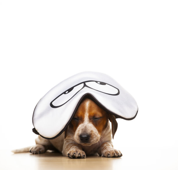 狗白色背景的图像图片下载