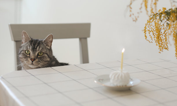 有趣的猫坐在桌子旁，拿着生日蛋糕和蜡烛图片下载