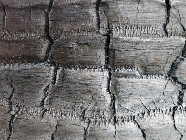 一棵被烧成木炭的树的结构为整个框架的特写图片下载