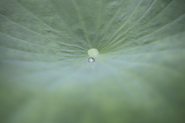 一滴雨水落在荷叶上图片下载