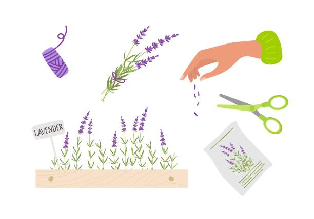 在家里种植植物。木盒薰衣草，种子，花束。人类的手和种子。花艺和园艺。园艺、花卉栽培的概念。彩色卡通平面矢量插图图片下载