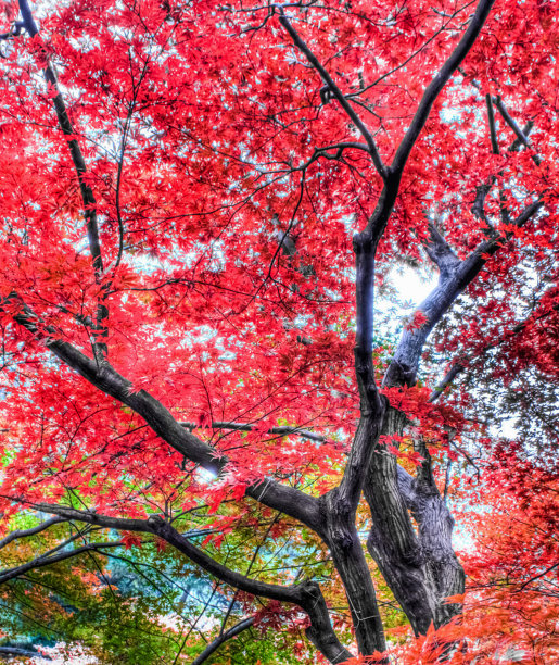 秋天日本的照片图片下载