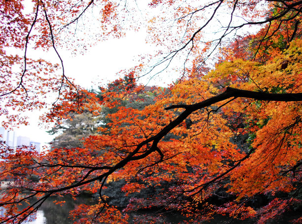 秋天日本的照片图片下载