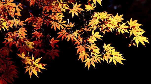 秋天日本的照片图片下载