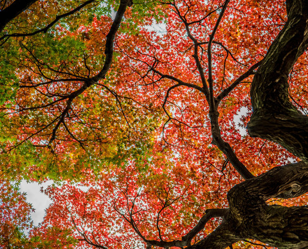 秋天日本的照片图片下载