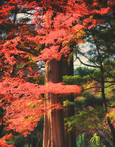 秋天日本的照片图片下载
