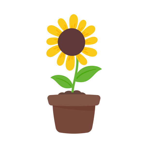 盛开的黄色向日葵，里面装满了葵花籽，用来装饰欢迎卡片图片下载