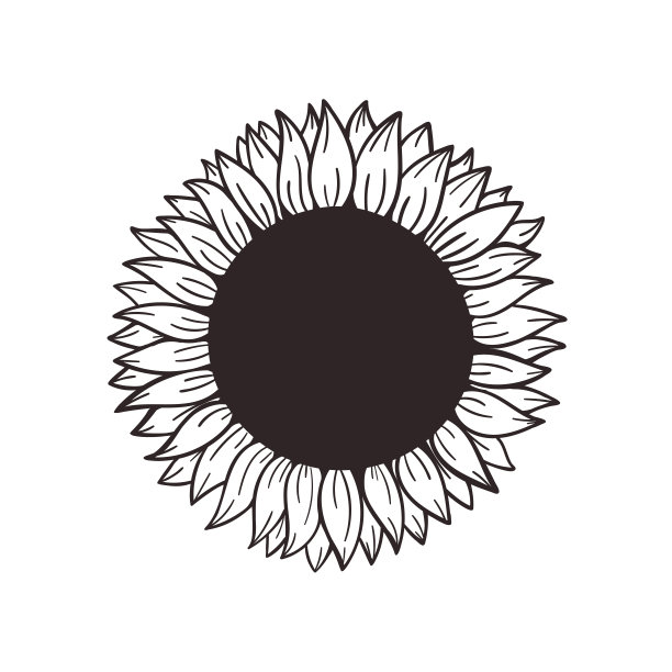 盛开的黄色向日葵，里面装满了葵花籽，用来装饰欢迎卡片图片下载