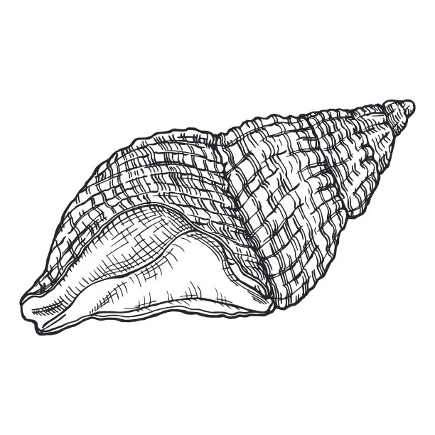 海贝壳单色手绘水墨线条艺术素描图片下载