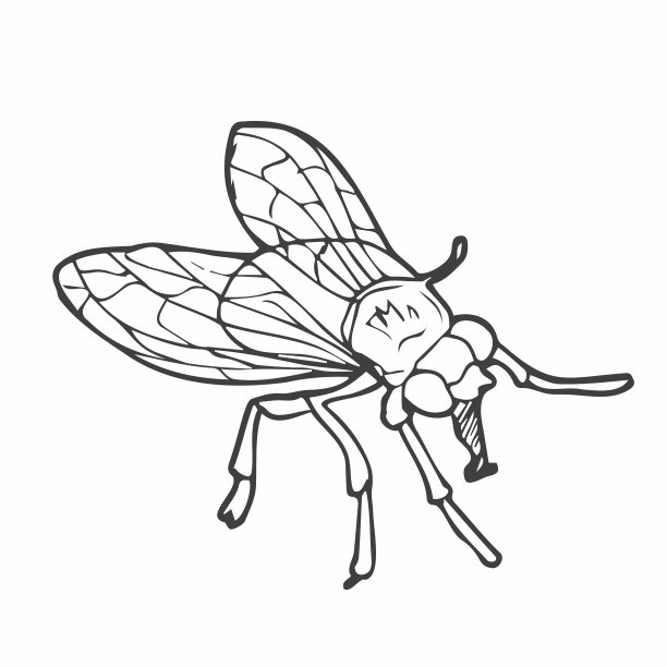 矢量手绘苍蝇轮廓涂鸦图标。飞行素描插图印刷，网页，移动和信息图形孤立在白色背景。图片下载