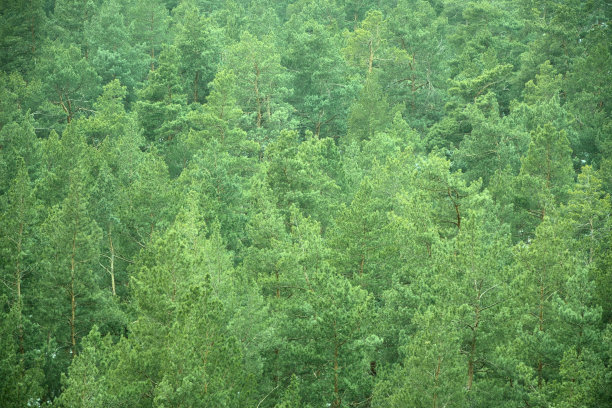 自然背景，密实和密集的针叶林高大的松树。图片下载