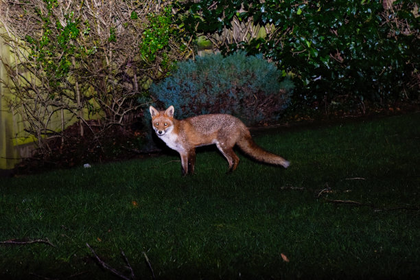 年轻的红狐在夜晚漫步图片下载