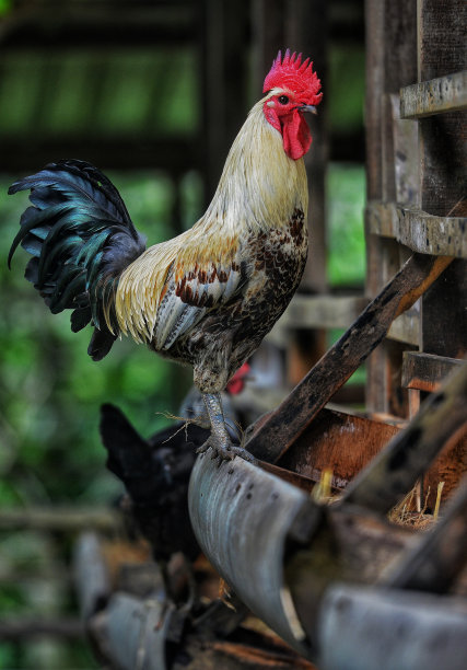 食品行业图片下载