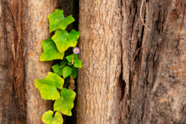 新叶子在森林里旧的木头纹理树干上生长的模糊图像。印度西孟加拉邦豪拉。图片下载