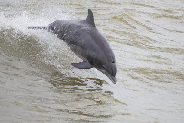 宽吻海豚跳跃图片下载