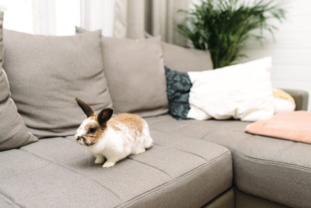 黄褐色的斑兔坐在沙发上图片下载
