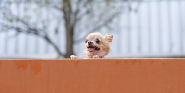 宠物吉娃娃狗和皮带在公园散步，可爱的宠物图片下载