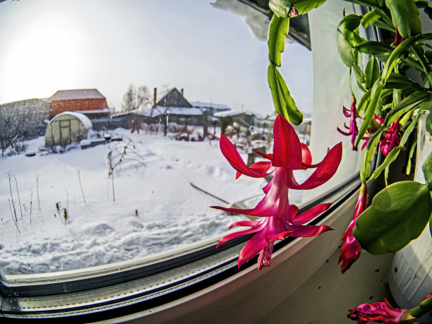 粉红色的圣诞仙人掌花在窗户上图片下载