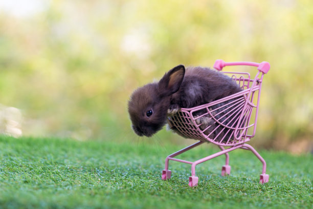 小兔宝宝购物车在绿草地和散景背景。可爱可爱的新生兔子作为网上购物的概念。可爱的复活节小兔子毛茸茸的兔宝宝。图片下载