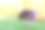 小兔宝宝购物车在绿草地和散景背景。可爱可爱的新生兔子作为网上购物的概念。可爱的复活节小兔子毛茸茸的兔宝宝。图片下载