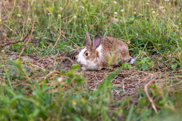 快乐的复活节兔子与草在大自然。可爱的兔子。小兔子在绿色的草地上。兔子坐在花园的草地上，可爱的兔子图片下载